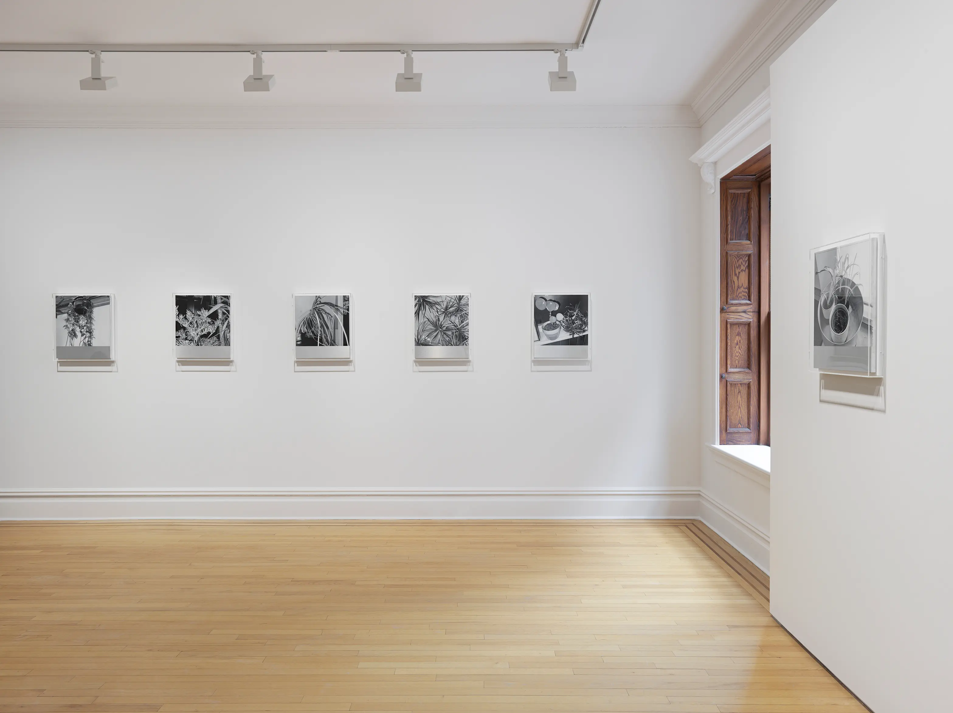 Installation view from James White: House Plant Paintings